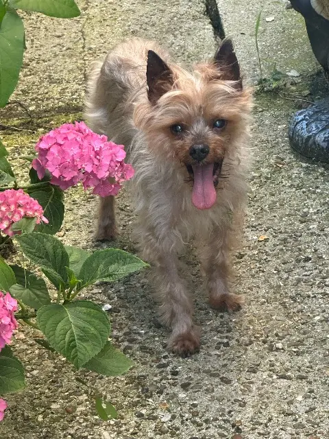 chien lost   60000 Beauvais Néo