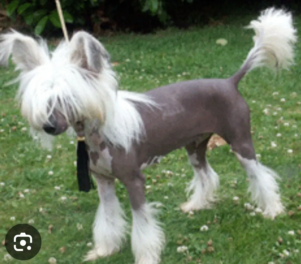 chien lost   60390 Auneuil Plume