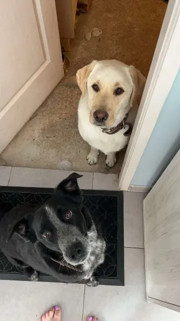 Hund lost   60350 Trosly-Breuil Pongo/ Tchoupi