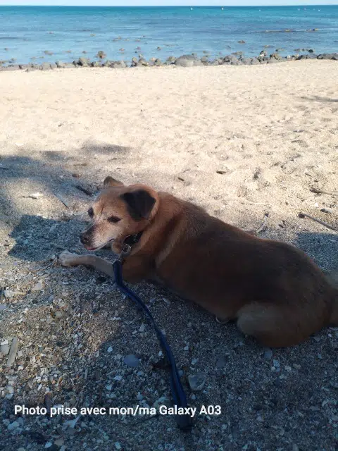 chien lost   60140 Mogneville Poucht