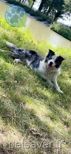chien lost   60200 Compiègne Shaiko