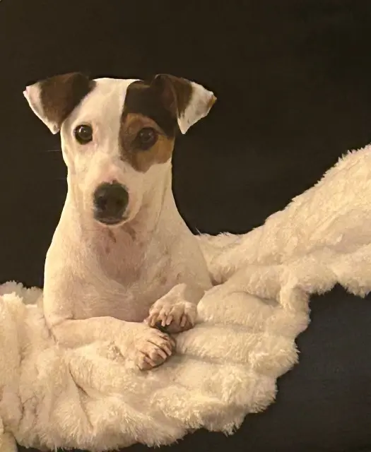 chien lost   60240 Montjavoult Simon