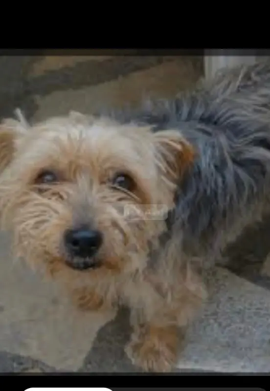 Chien Perdu 60 Oise - Tango Chien Perdu 60 Oise - Tango