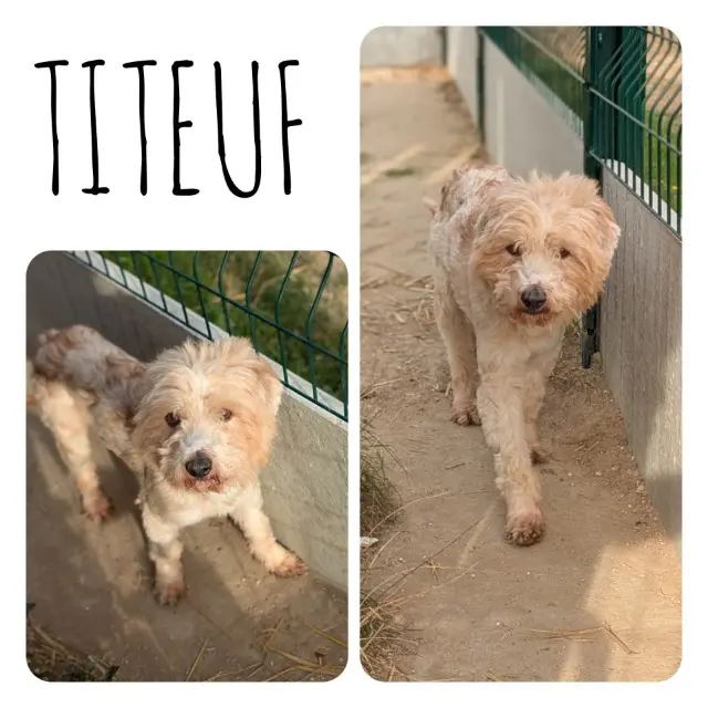 chien lost   60120 Blancfossé Titeuf