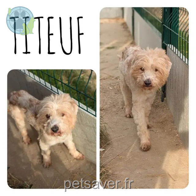 chien perdu 60120 Blancfossé Titeuf chien lost 60120 Blancfossé Titeuf