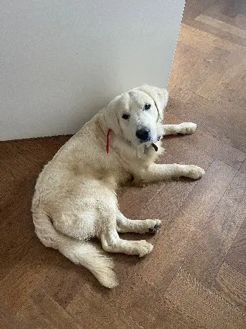 Chien Perdu 60 Oise - Ulysse Chien Perdu 60 Oise - Ulysse