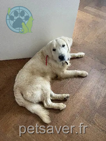 Chien Perdu 60 Oise - Ulysse Chien Perdu 60 Oise - Ulysse