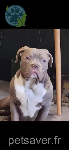 hond vermist 60134 Montreuil-sur-Thérain Vengeur hond lost 60134 Montreuil-sur-Thérain Vengeur