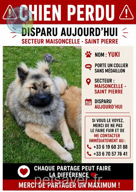 dog lost   60360 Luchy Yuki