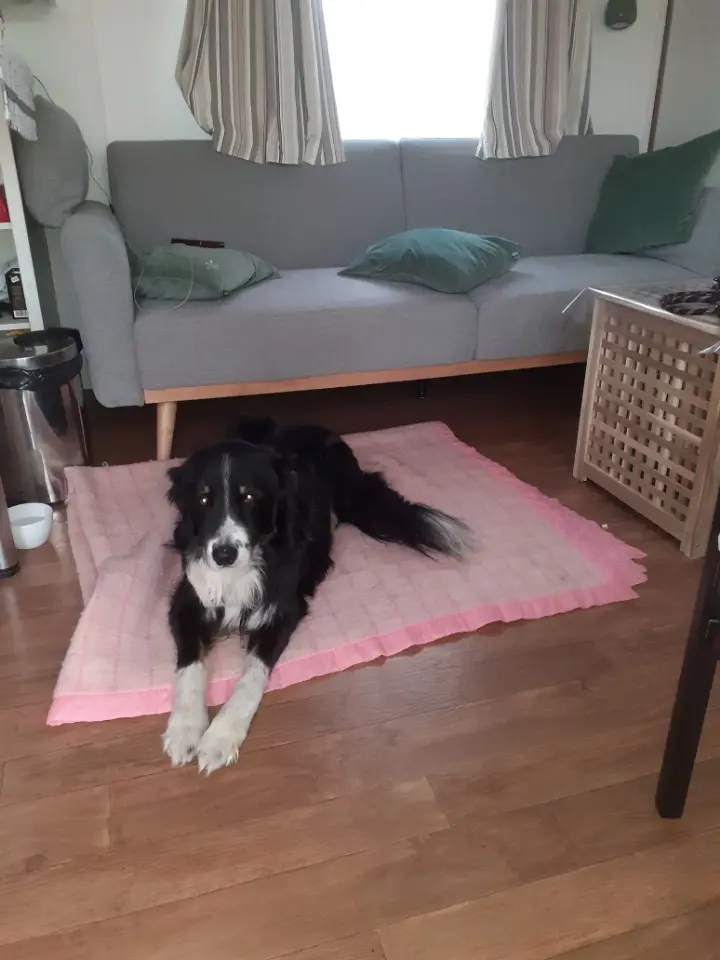Chien Perdu 60 Oise Chien Perdu 60 Oise