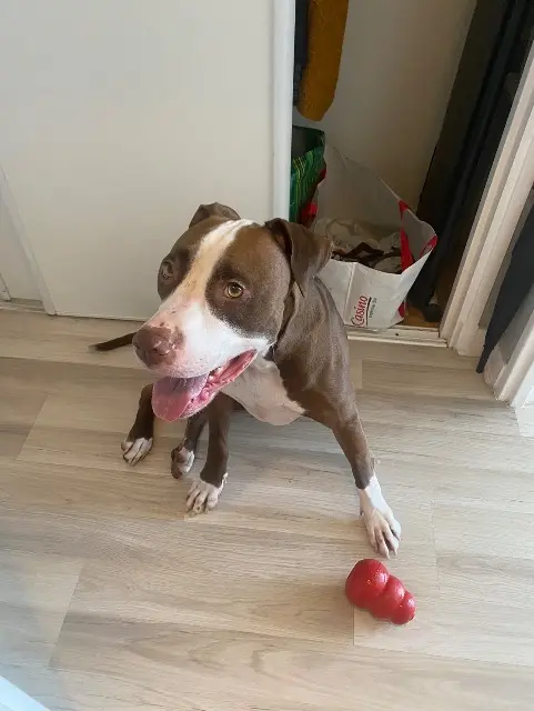 chien lost   61700 Domfront en Poiraie Shadow