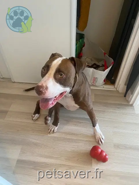 dog lost 61700 Domfront en Poiraie Shadow dog lost 61700 Domfront en Poiraie Shadow