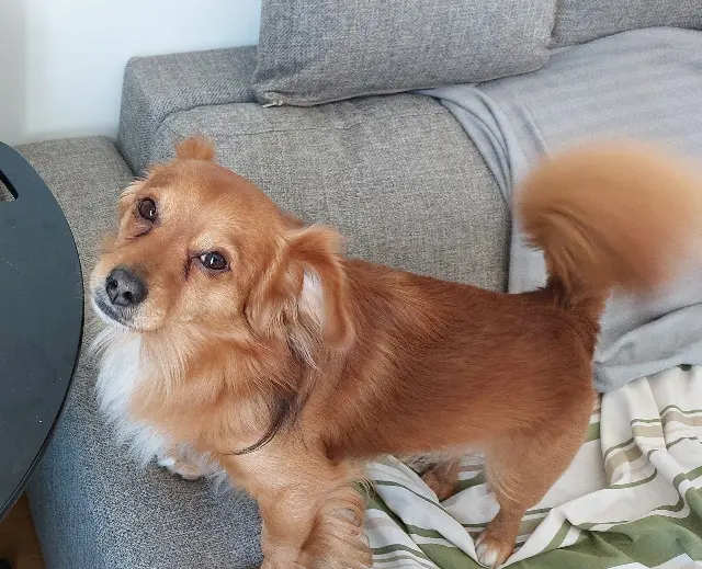 chien lost   61310 Gouffern en Auge OSLO