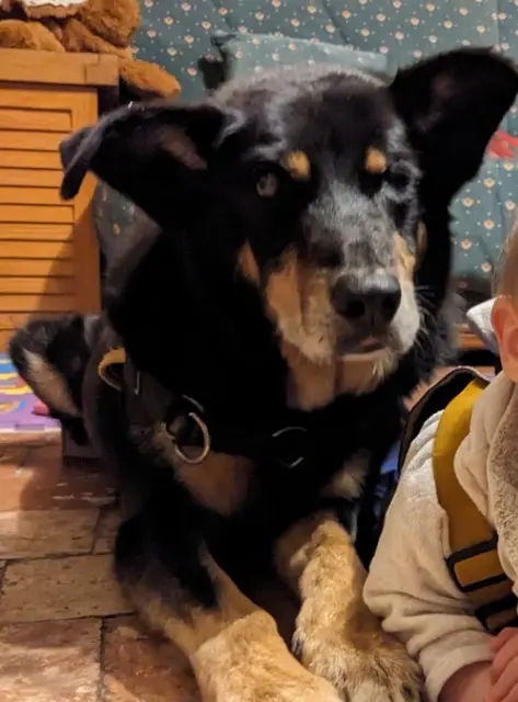 chien lost   61270 Les Genettes Icare