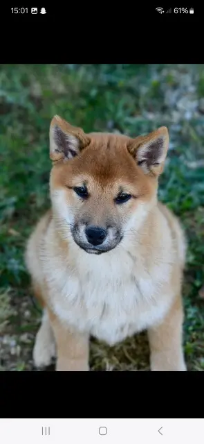 chien lost   61330 Juvigny-Val-d'Andaine Maïko