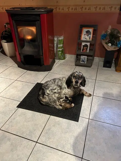 chien lost   61330 Juvigny-Val-d'Andaine Django