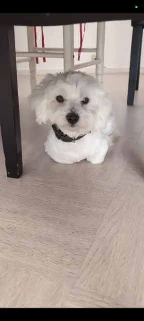 chien lost   61220 Briouze Loucky