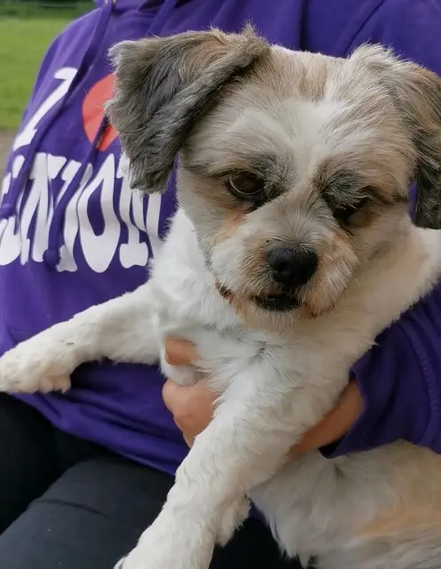 chien lost   61300 Saint-Sulpice-sur-Risle Loucky