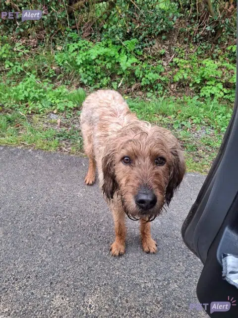 chien lost   61380 La Ferrière-au-Doyen Rocky