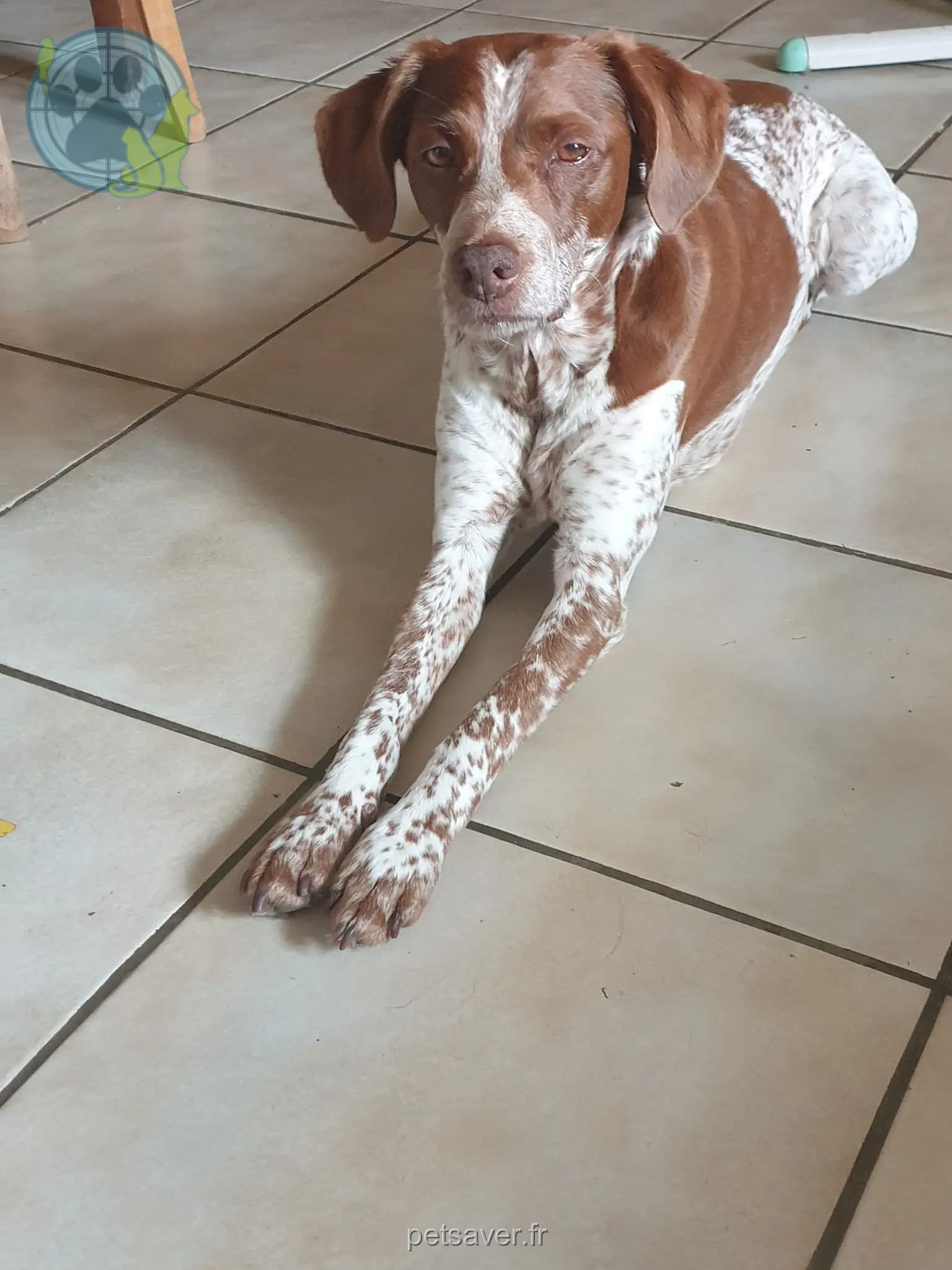 Chien Perdu 61 Orne - Titou Chien Perdu 61 Orne - Titou