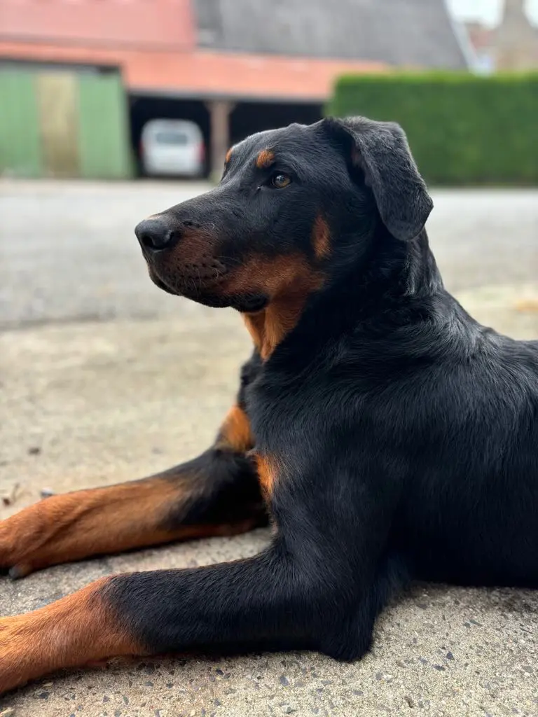 Chien Perdu 61 Orne Chien Perdu 61 Orne