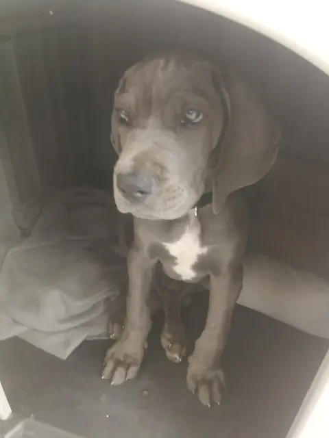 chien lost   62120 Mazinghem Adolphe