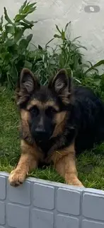 chien lost   62119 Dourges Bandi