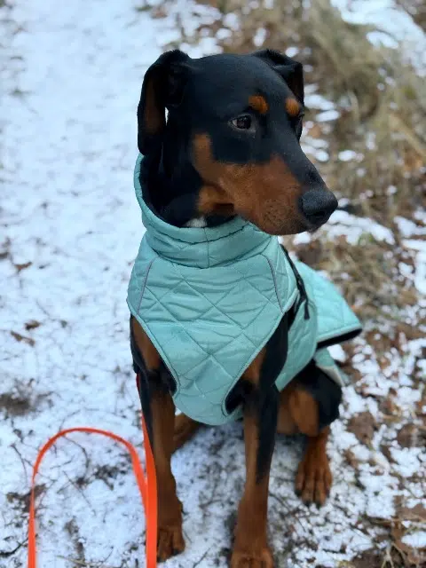 chien lost   62780 Cucq Ben