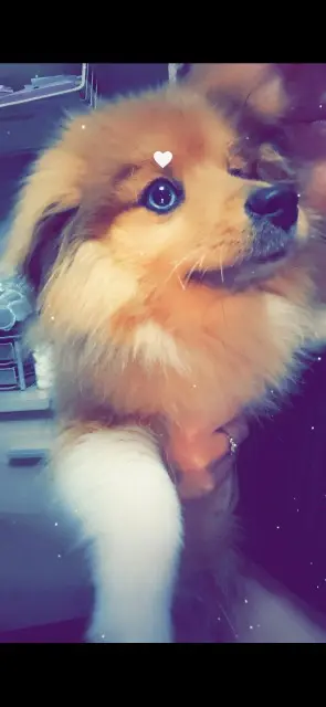 dog lost 62260 Auchel Caramel dog lost 62260 Auchel Caramel