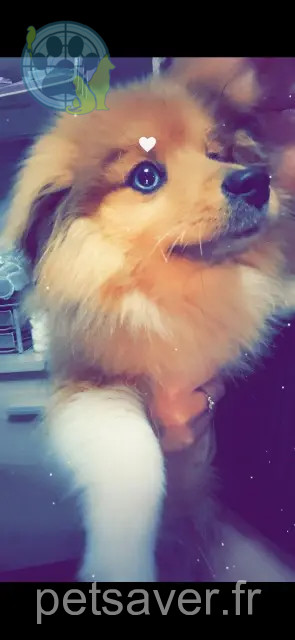 dog lost 62260 Auchel Caramel dog lost 62260 Auchel Caramel