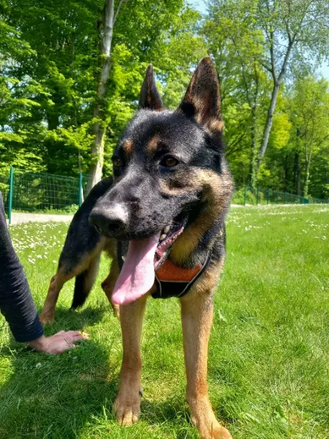 chien lost   62860 Oisy-le-Verger Chuck