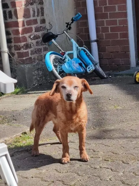 dog lost 62460 Divion Doudou dog lost 62460 Divion Doudou