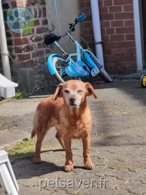 hond vermist 62460 Divion Doudou hond lost 62460 Divion Doudou