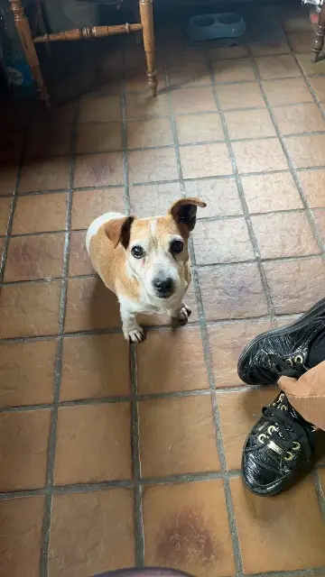 chien lost   62270 Bonnières Elliot