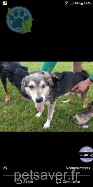 chien lost   62127 Averdoingt Fido