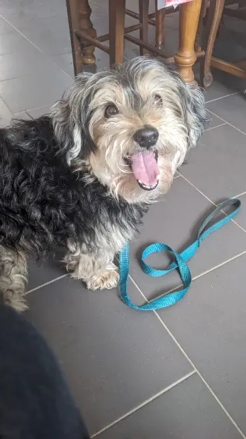 chien lost   62150 Houdain Happy