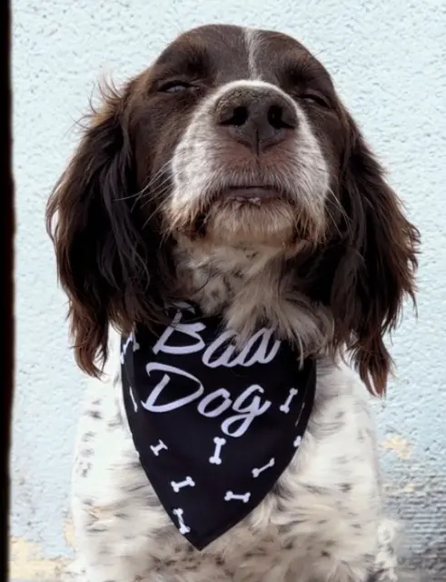 Hund vermisst 62470 Calonne-Ricouart Iouky Hund lost 62470 Calonne-Ricouart Iouky