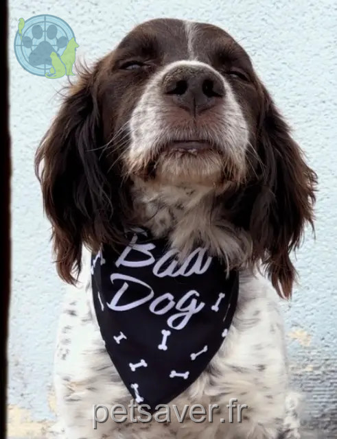 chien perdu 62470 Calonne-Ricouart Iouky chien lost 62470 Calonne-Ricouart Iouky