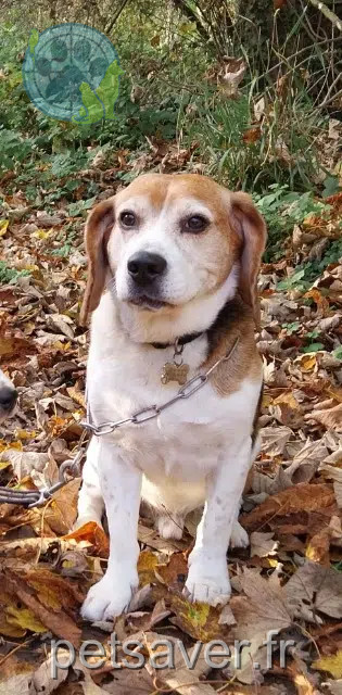 chien lost   62380 Esquerdes Laco