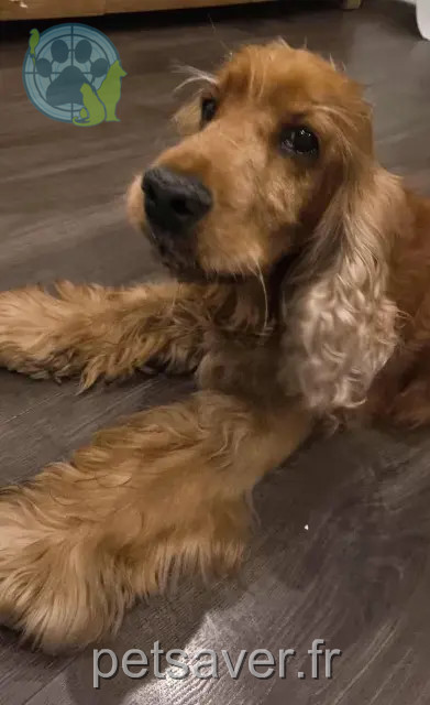 hond vermist 62300 Lens Laos hond lost 62300 Lens Laos
