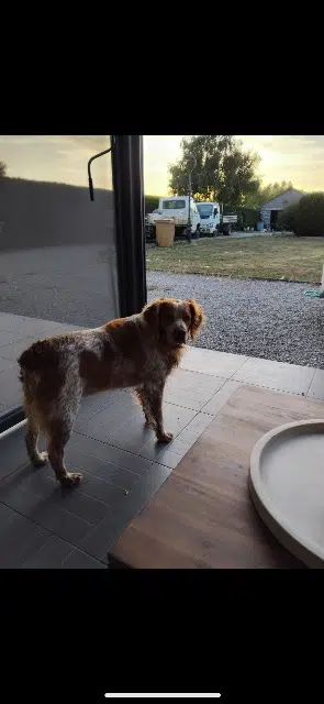 perro lost   62730 Marck Olaf