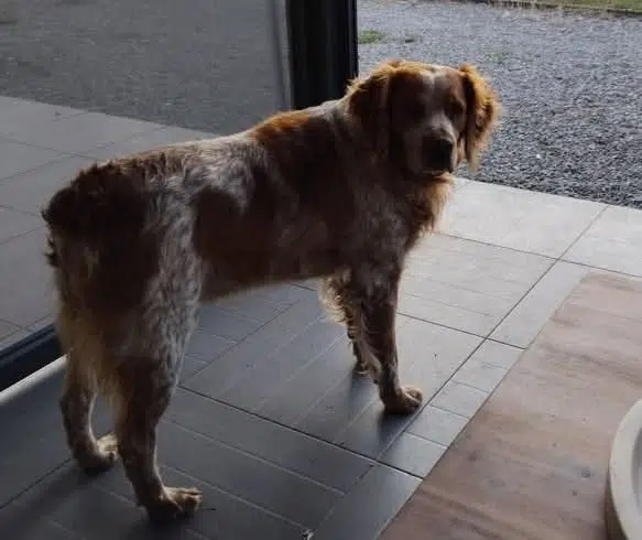 chien lost   62730 Marck Olaf