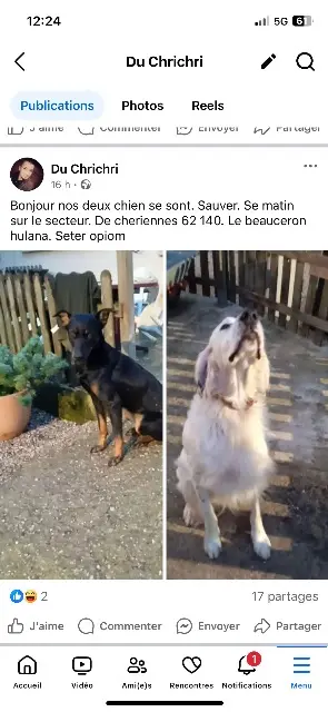 dog lost 62140 Chériennes Opiuon et ulanna dog lost 62140 Chériennes Opiuon et ulanna