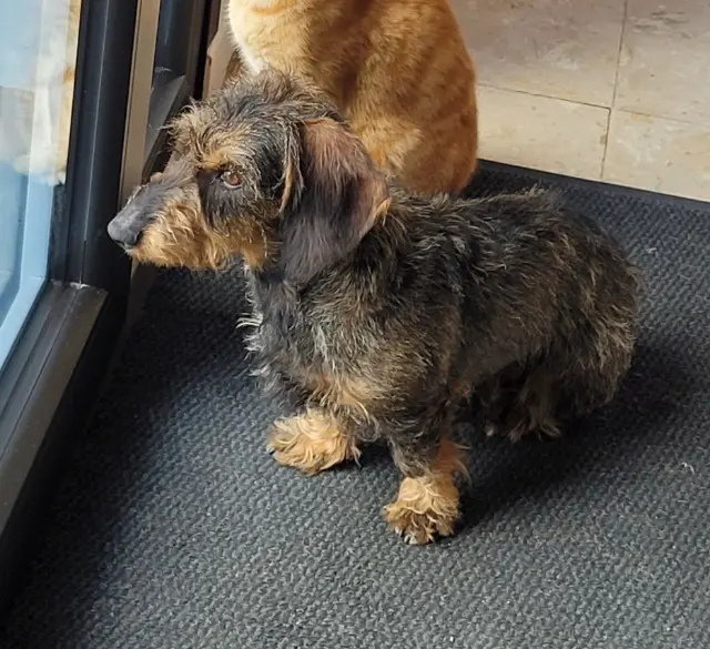 chien lost   62860 Inchy-en-Artois Oscar
