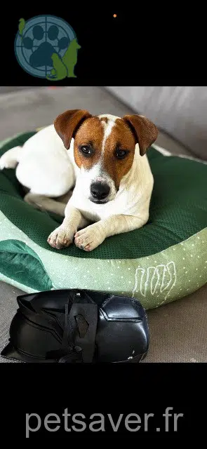 chien lost   62800 Liévin Peter