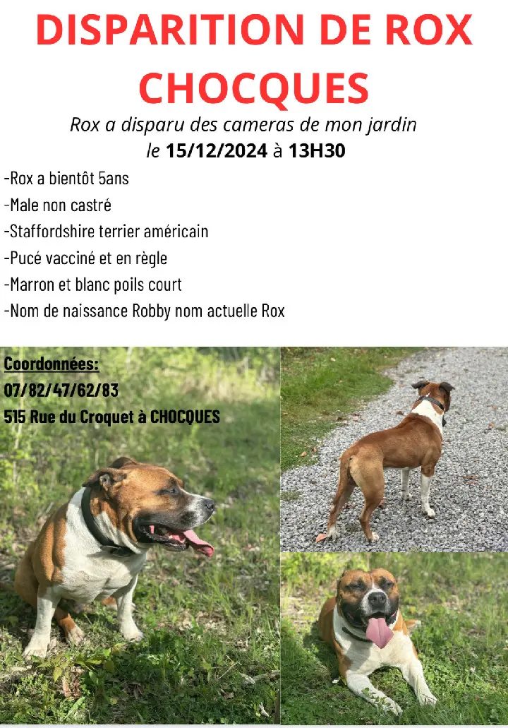 Chien Perdu 62 Pas-de-Calais - Rox Chien Perdu 62 Pas-de-Calais - Rox