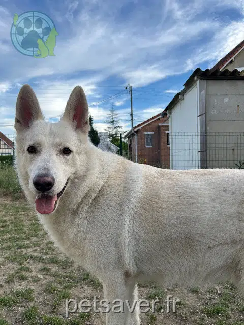 cão lost   62590 Oignies Snow
