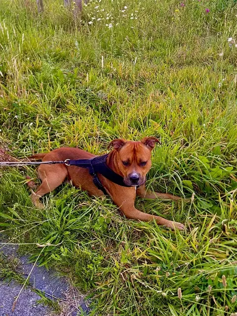 chien lost   62700 Bruay-la-Buissière Tyson
