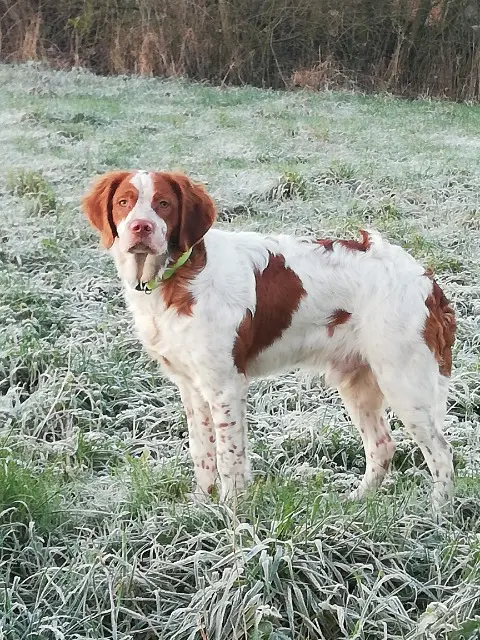 chien lost   62460 Ourton VICKY