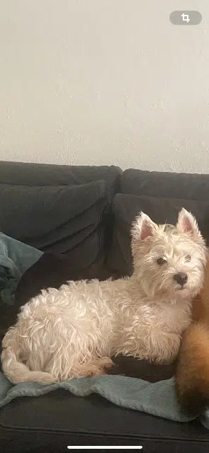 chien lost   62110 Hénin-Beaumont Voltaire